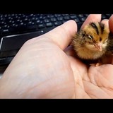 インコがスーパーで買った「うずらの卵」を暖め続けた結果！