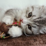 「ネコにチョコレート食べさせた」に愛猫家仰天　TBSに「ネコが死ぬぞ」「放送を止めてくれ」