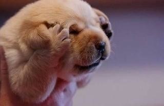 風俗嬢の写メ：コメント3661