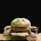 2月14日まで開催中「サンシャイン水族館×早川いくを へんないきもの展2 ～さらなる衝撃と脱力～」