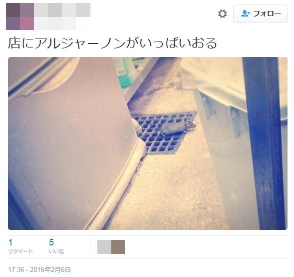 たこ焼き屋の店員が暴挙！店内を走り回るネズミを撮影、ツイッターで公開：コメント1