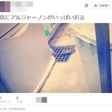 たこ焼き屋の店員が暴挙！店内を走り回るネズミを撮影、ツイッターで公開