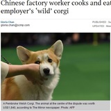 野良犬だと思って食べたコーギー、実はボスのペットだった（中国）