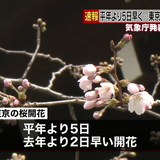 東京都心で桜の開花発表　平年より５日早く