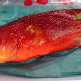 築地市場で有毒魚バラハタ１匹販売、購入者特定できず