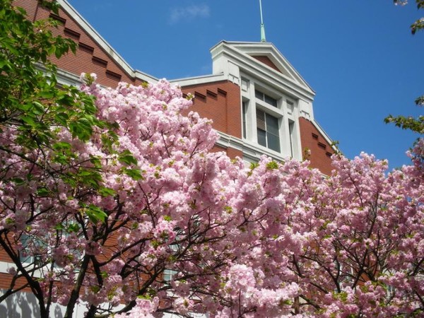 大阪 造幣局の「桜の通り抜け」始まる：コメント1