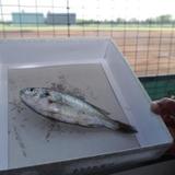 高校野球の試合中、空から魚　白球…じゃなくて　淡路の球場