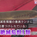TOKIO・山口達也『鉄腕！DASH！！』で絶滅危惧種をまた発見