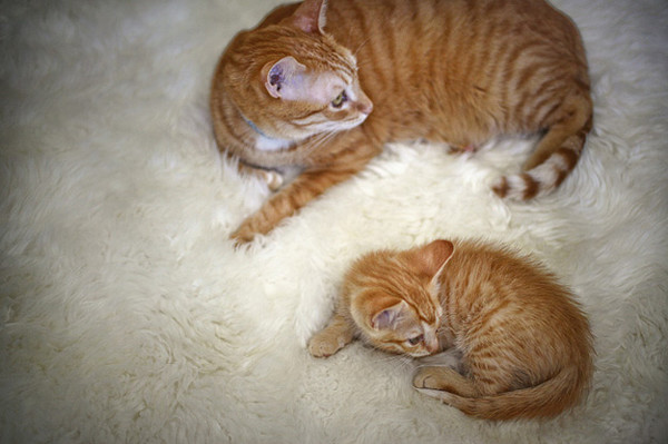 可愛い猫が集まってくるスレ(=ﾟωﾟ)ﾉ：コメント5