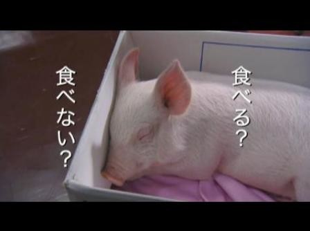 ★ブタがいた教室〜あなたなら食べる？食べない？★：コメント1