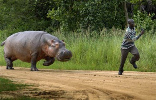 八木山動物公園で女性飼育員がカバにかまれ大けが、餌やり体験中止へ：コメント7