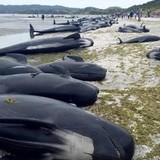 浜辺にクジラ400頭以上打ち上げ NZ「過去最大規模」