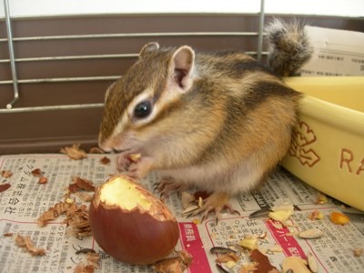 ãããåããããããâªâªâªâªâªï¼ã³ã¡ã³ã256