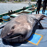 幻のサメが次々に出没 専門家「地震の前触れとして警戒すべき」