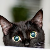 「イギリスでは、黒猫がインスタ映えしないという理由で捨てられている」