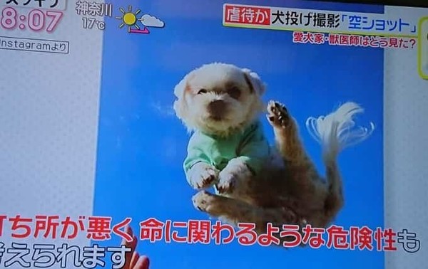 愛犬家の韓国人、安定の基地外っぷりで話題ｗ：コメント1