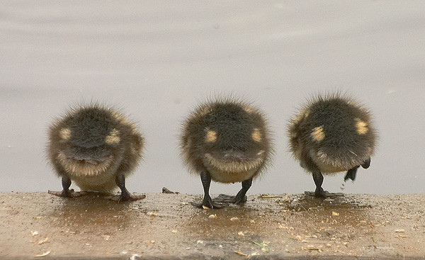 ウケた画像w：コメント683