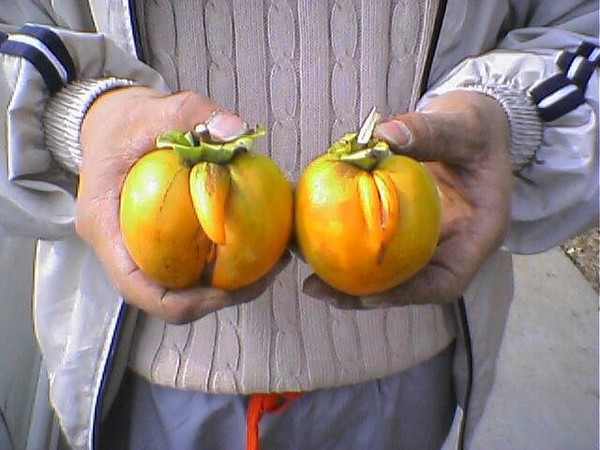 ウケた画像w：コメント858