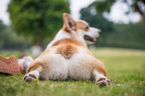 韓国で隣家のコーギー犬を飼い主に食べさせようとした男、英メディアが怒りの報道：コメント12