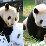  和歌山のパンダが交尾  2年ぶり、夏にも誕生か
