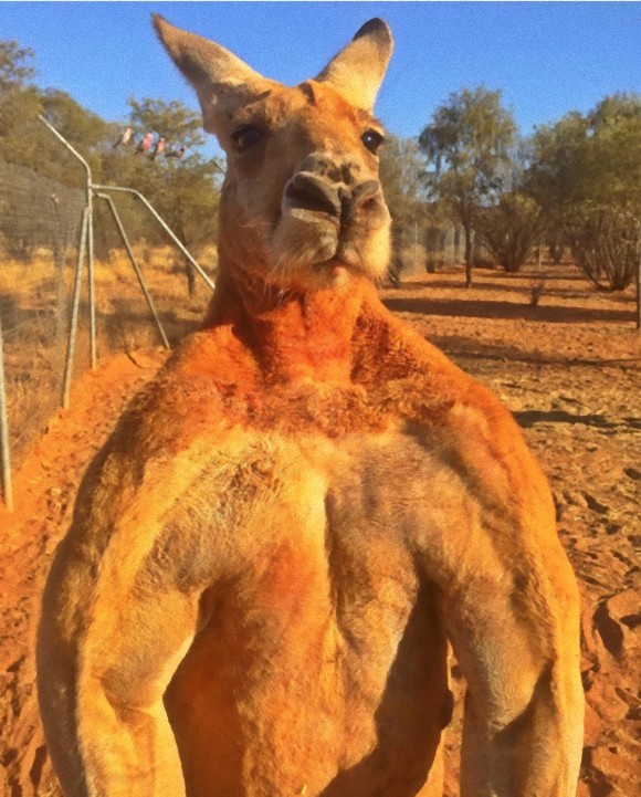 「起きろ！」寝ていたカンガルー、見学者の投石により死亡　中国の動物園で：コメント18