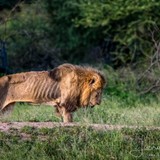 やなせたかしいライオンが発見される