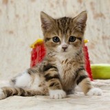 ネットで譲り受けた子猫を虐待し、死体の写真を譲り主に送りつけた鬼畜無職