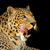 瀬戸内寂聴「昼に飲酒、高級肉バク食い」批判殺到の僧侶生活