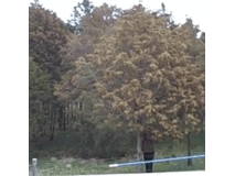 今年のヒノキ花粉、去年の428倍