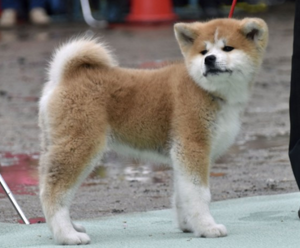 ザギトワ選手に贈られる秋田犬お披露目「まさに秋田美人」：コメント1