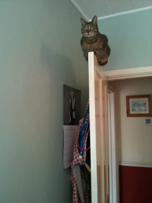 ウケた画像w：コメント1026