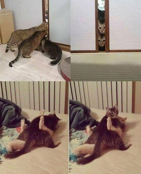 ウケた画像w：コメント959