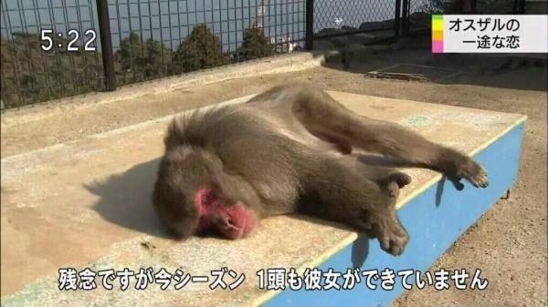 ウケた画像w：コメント933