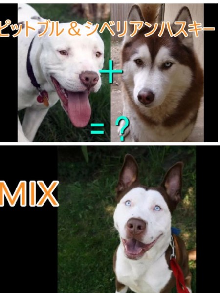 ウケた画像w：コメント945