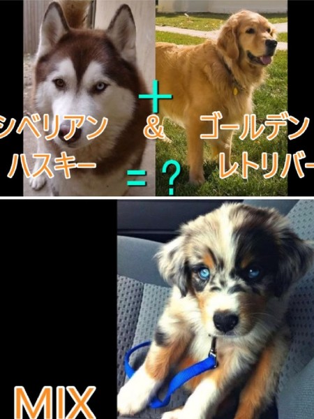 ウケた画像w：コメント946