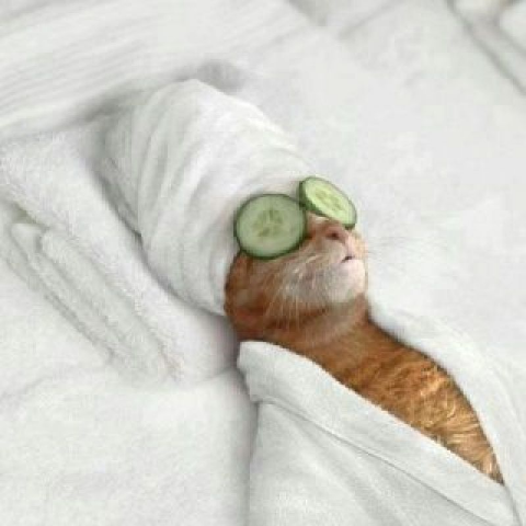 ウケた画像w：コメント1845