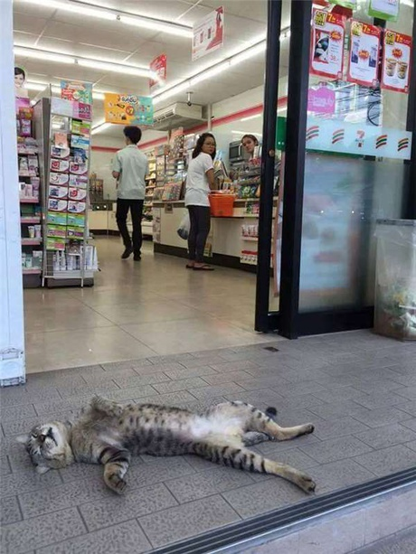 ウケた画像w：コメント1933