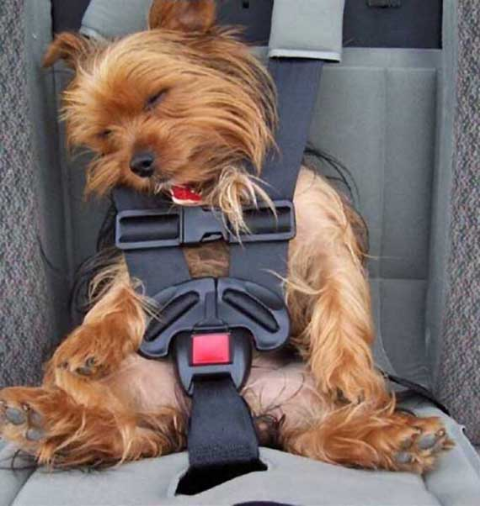 ウケた画像w：コメント1955