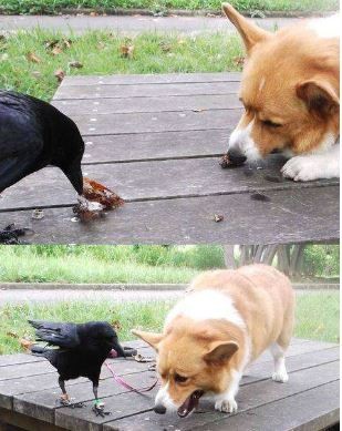 ウケた画像w：コメント2171