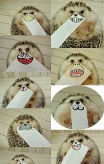 ウケた画像w：コメント2077