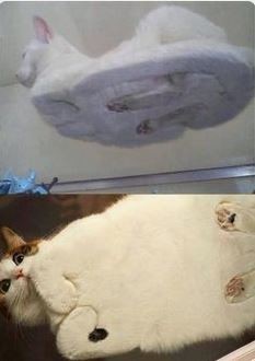 ウケた画像w：コメント2034