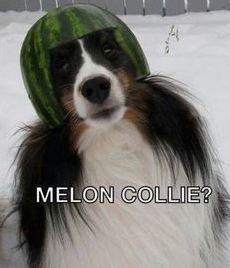 ウケた画像w：コメント2070