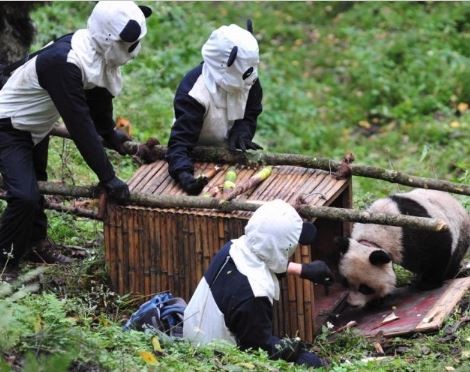 ウケた画像w：コメント2061