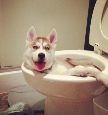 ウケた画像w：コメント2156