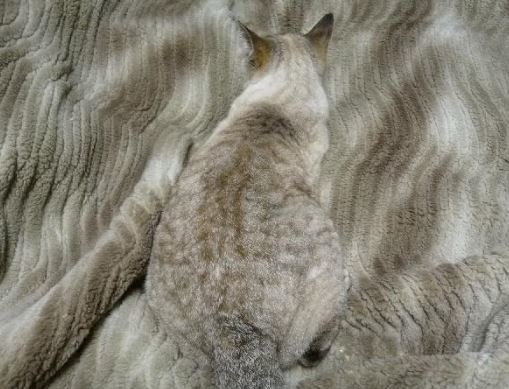 ウケた画像w：コメント2100