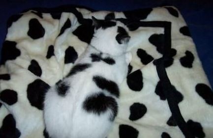 ウケた画像w：コメント2099