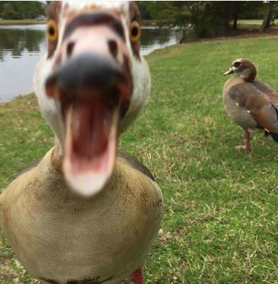 ウケた画像w：コメント2175