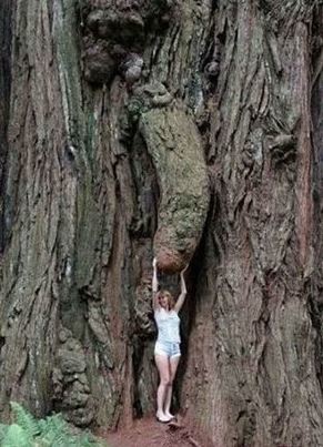 ウケた画像w：コメント2260