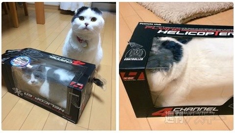 ウケた画像w：コメント2433