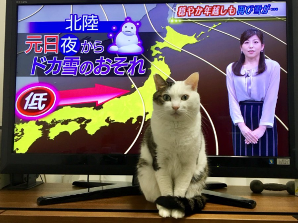 ウケた画像w：コメント2439